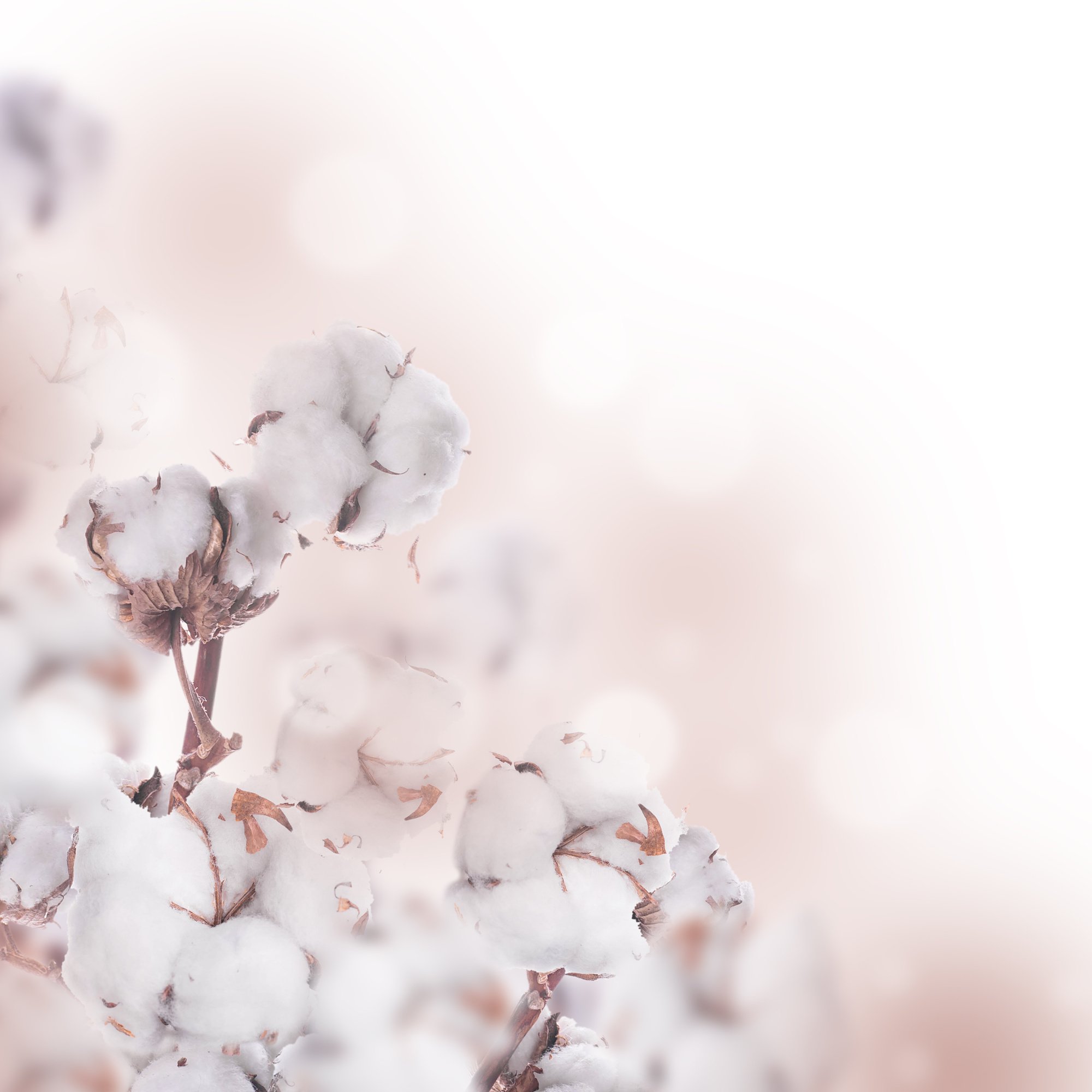 Flowers blossoming cotton